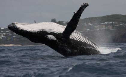 a whale breaching out of the ocean about to land on its back with a hilly coastline in the distance
